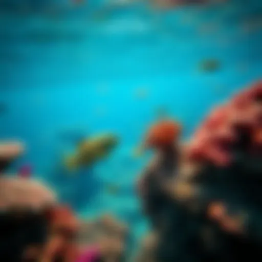 Vibrant coral reef teeming with marine life in Dibba's clear waters
