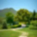 A serene landscape showcasing the lush greenery of Mushrif National Park