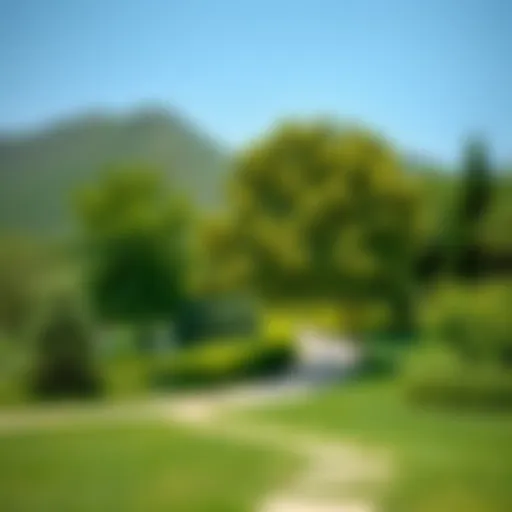 Lush Greenery of Mushrif National Park A serene landscape showcasing the lush greenery of Mushrif National Park