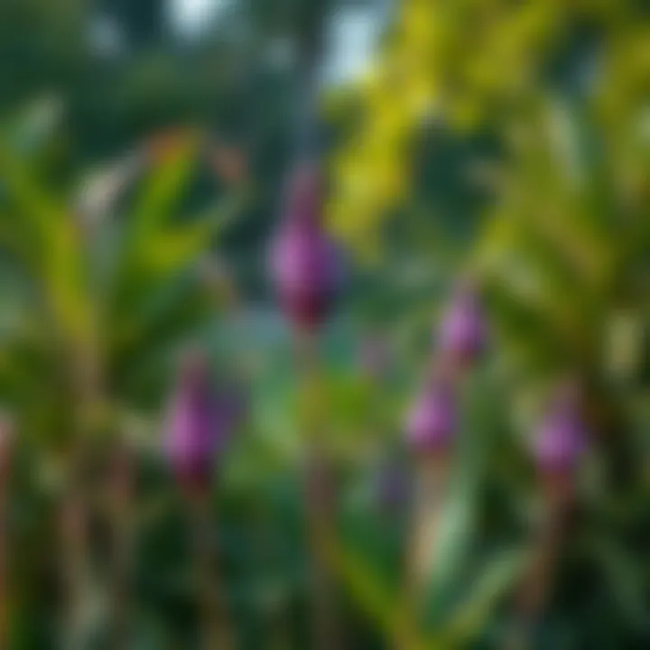 Unique flora native to Mushrif National Park