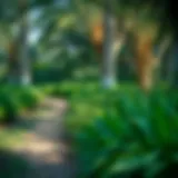 Lush vegetation along the Nad Al Sheba Mini Forest Trail