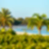 A panoramic view of the serene Mangrove Beach showcasing its lush greenery and tranquil waters