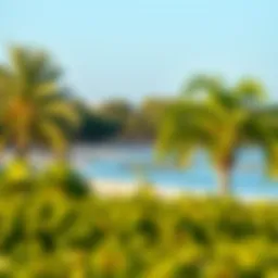 A panoramic view of the serene Mangrove Beach showcasing its lush greenery and tranquil waters