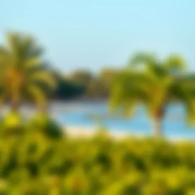 Serene Beauty of Mangrove Beach A panoramic view of the serene Mangrove Beach showcasing its lush greenery and tranquil waters