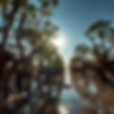 Ecological Importance of Mangroves Sunlight filtering through mangrove trees, emphasizing the ecological significance of the area