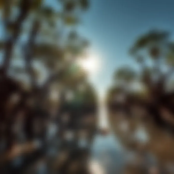 Ecological Importance of Mangroves Sunlight filtering through mangrove trees, emphasizing the ecological significance of the area