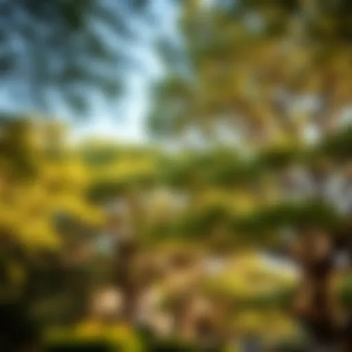 Majestic tree canopy in Mushrif Park