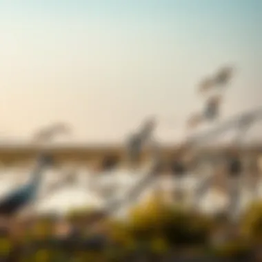 A diverse array of bird species feeding in the wetlands, representing the sanctuary's rich biodiversity